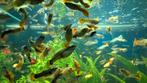 Guppy’s, Dieren en Toebehoren, Vissen | Aquariumvissen