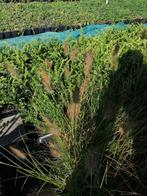 Herbe ornementale,  (Pennisetum 'Hameln'), Jardin & Terrasse, Plantes | Jardin, Plein soleil, Graminées ornementales, Enlèvement