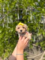 Prachtige mini maltipoo pups(mini maltezer x toy poedel), België, Overige rassen, CDV (hondenziekte), 8 tot 15 weken