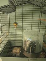 Japanse nachtegaal man