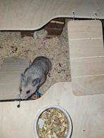 Hamster met kooi, Dieren en Toebehoren, Knaagdieren, Hamster