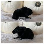 Jong cavia beertje, Dieren en Toebehoren, Knaagdieren, Oktober, Cavia, Tam
