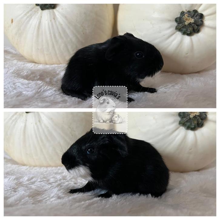 Jong cavia beertje, Dieren en Toebehoren, Knaagdieren, Cavia, Oktober, Tam