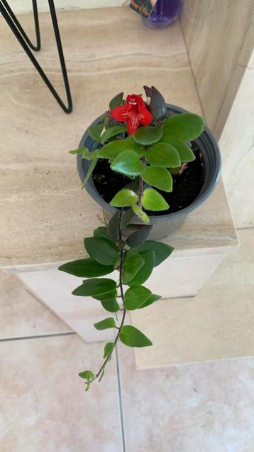 Lippenstiftplant beschikbaar voor biedingen