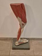 Anatomie model oud gipsen been lesmodel jaren 30, Enlèvement