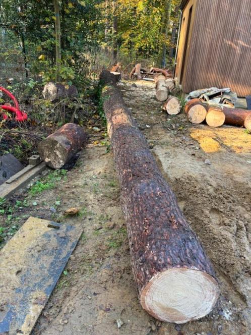 ✅ Boomstam Den 9m en diameter 55cm + meerdere kleine stukken, Jardin & Terrasse, Bois de chauffage, Troncs d'arbres, Autres essences de bois