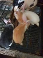 Vlaamse reuzen, Animaux & Accessoires, Lapins
