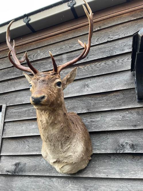 Belle tête de daim plus grande, Collections, Collections Animaux, Utilisé, Bois ou Tête, Cerf, Enlèvement ou Envoi