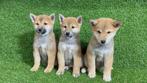 Chiots Shiba Inu, 15 semaines à 1 an, Étranger, Parvovirose, Éleveur | Professionnel