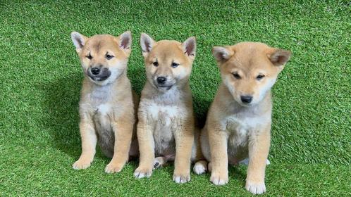 Chiots Shiba Inu, Animaux & Accessoires, Chiens | Huskys, Loulous & Types primitifs, Chienne, Autres races, Éleveur | Professionnel