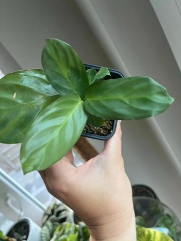  Maranta Cristata Silver Sheen  beschikbaar voor biedingen