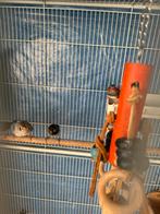 5 zebravinkjes en japans meeuwtje, Dieren en Toebehoren, Meerdere dieren