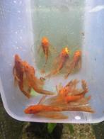 RED-FIRE Ancistrus-longfin per 2 stuks, Vis, Zoetwatervis