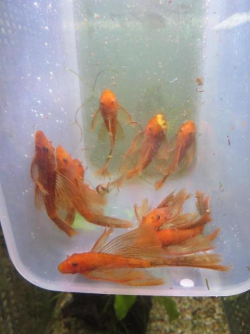RED-FIRE Ancistrus-longfin per 2 stuks, Dieren en Toebehoren, Vissen | Aquariumvissen, Zoetwatervis, Vis