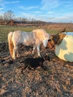 Wels merrie, Animaux & Accessoires, Poneys, Jument