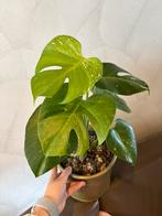 Monstera Thai Constellation, Huis en Inrichting, Kamerplanten, Overige soorten, Minder dan 100 cm, Groene kamerplant, Halfschaduw