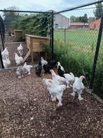 Kuikens brahma isabel haantjes, Dieren en Toebehoren, Pluimvee