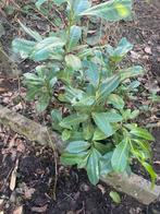 Laurier, Tuin en Terras, Planten | Tuinplanten, Ophalen