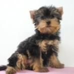 Chiots Yorkshire Terrier à vendre, Animaux & Accessoires, 15 semaines à 1 an, Yorkshire Terrier, Parvovirose, Plusieurs animaux