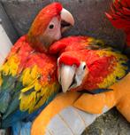 * Tammer kan niet * Jonge geelvleugel ara, Dieren en Toebehoren, Vogels | Parkieten en Papegaaien, Vrouwelijk, Papegaai, Pratend