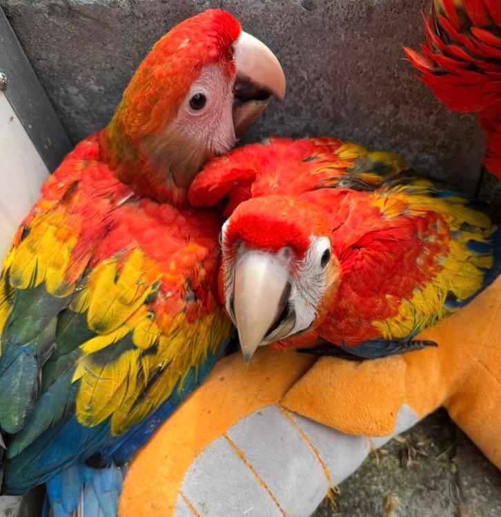 * Tammer kan niet * Jonge geelvleugel ara, Dieren en Toebehoren, Vogels | Parkieten en Papegaaien, Papegaai, Vrouwelijk, Pratend