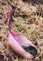 Philodendron Pink Princess stekken, Ophalen of Verzenden