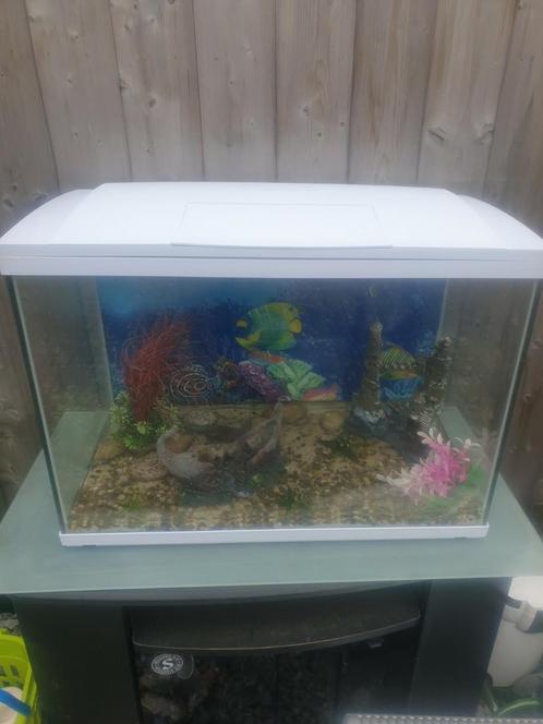 Te koop dringend wegens verhuizing !!, Dieren en Toebehoren, Vissen | Aquaria en Toebehoren, Zo goed als nieuw, Gevuld zoetwateraquarium