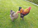 Couple de Cochin (poules), Animaux & Accessoires, Volatiles, Poule ou poulet, Plusieurs animaux