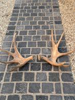 Eland geweien koppel, Antiek en Kunst, Ophalen of Verzenden