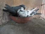 koppels vliegduiven, Animaux & Accessoires, Oiseaux | Pigeons