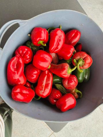 BIO paprika's  beschikbaar voor biedingen
