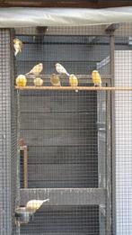 Europese Kwartels , kanaries, bonte duifjes , dwergpapegaai, Dieren en Toebehoren