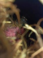 Goudhamsterpups, geboren op 18 oktober 2025., Dieren en Toebehoren, Knaagdieren, Hamster, Meerdere dieren, Tam, Oktober