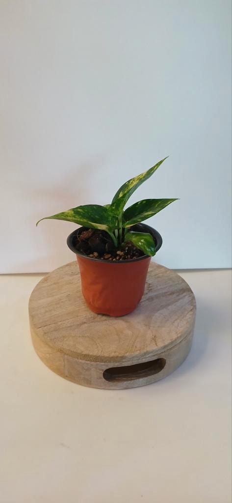 Planten en stekjes te koop, Huis en Inrichting, Kamerplanten, Ophalen