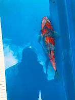 Koi tosai goshiki éleveur koda 25 cm femelle