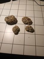 Fossiel koraal, Verzamelen, Mineralen en Fossielen, Ophalen of Verzenden