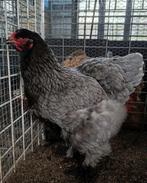 Brahma Groothoenders, Dieren en Toebehoren, Kip