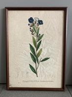 Botanische illustratie Franciscea (Van Geel), Antiek en Kunst, Ophalen of Verzenden