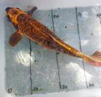 Koi’s 40 tot 60cm te koop wegens stopzetting vijver, Dieren en Toebehoren, Karper of Koi