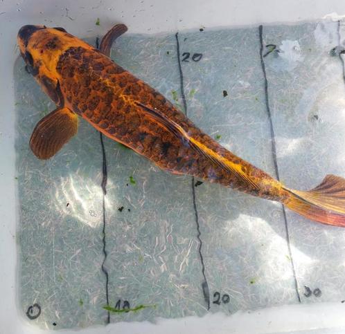 Koi’s 40 tot 60cm te koop wegens stopzetting vijver, Dieren en Toebehoren, Vissen | Vijvervissen, Karper of Koi