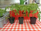 tomatenplanten(pyros ), Jardin & Terrasse, Plantes | Jardin, Annuelle, Plein soleil, Enlèvement, Plantes potagères