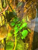 Anubias, Animaux & Accessoires, Poissons | Aquariums & Accessoires, Enlèvement ou Envoi, Neuf, Plante(s), Pierre ou Bois