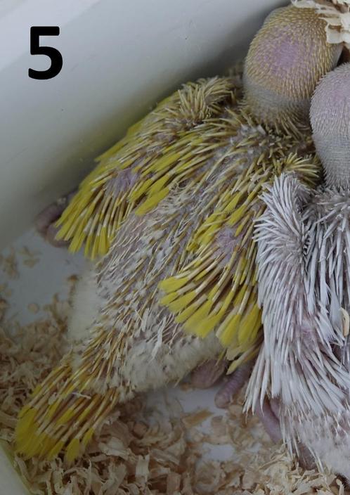 Halsbandparkieten voor  handopfok, Dieren en Toebehoren, Vogels | Parkieten en Papegaaien, Parkiet, Geslacht onbekend, Geringd