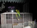 vogelkooi groot wit van kleur met lade en open luik, Dieren en Toebehoren, Ophalen, Zo goed als nieuw, Metaal, Vogelkooi