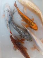 Offre Koi s 21/25 cm, Animaux & Accessoires, Poissons | Poissons d'étang