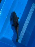 Japanse koi te koop., Dieren en Toebehoren