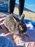 Grijs meisjes konijn, Dieren en Toebehoren