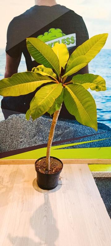 Plumeria  beschikbaar voor biedingen