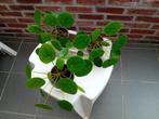 3 pannenkoekenplanten, Ophalen