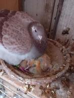 Jonge duiven gezocht, Animaux & Accessoires, Oiseaux | Pigeons, Plusieurs animaux, Pigeon voyageur